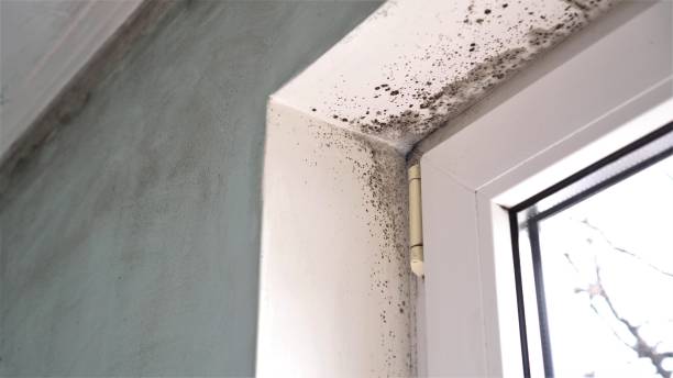 Best Attic Mold Remediation in Central Square, NY