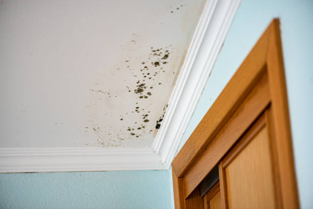 Best Residential Mold Remediation in Central Square, NY