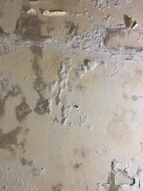 Best Localized Mold Remediation (e.g., coastal areas, humid climates) in Central Square, NY