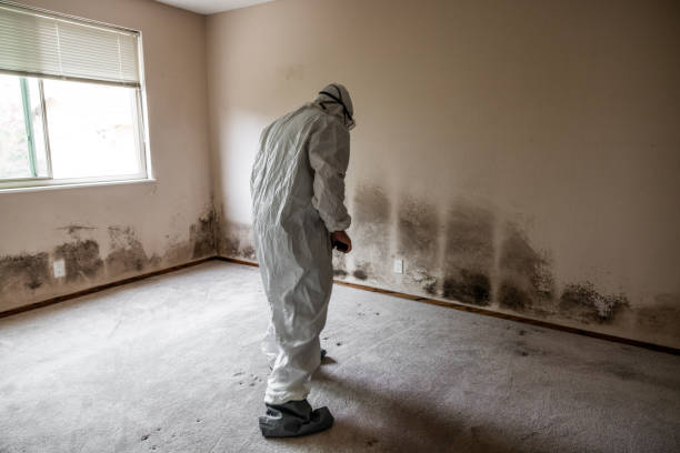 Best Mold Remediation for Specific Building Types in Central Square, NY