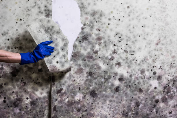 Best Mold Remediation for Schools in Central Square, NY