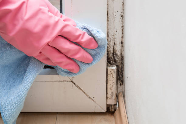 Best Basement Mold Remediation in Central Square, NY
