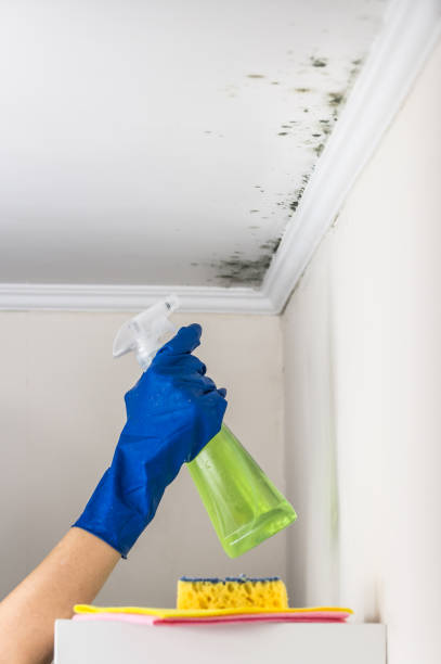 Best Emergency Mold Remediation in Central Square, NY