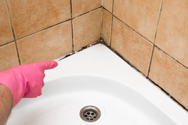 Best Post-Flood Mold Remediation in Central Square, NY